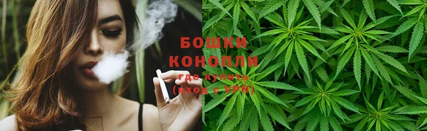 прущие грибы Алзамай